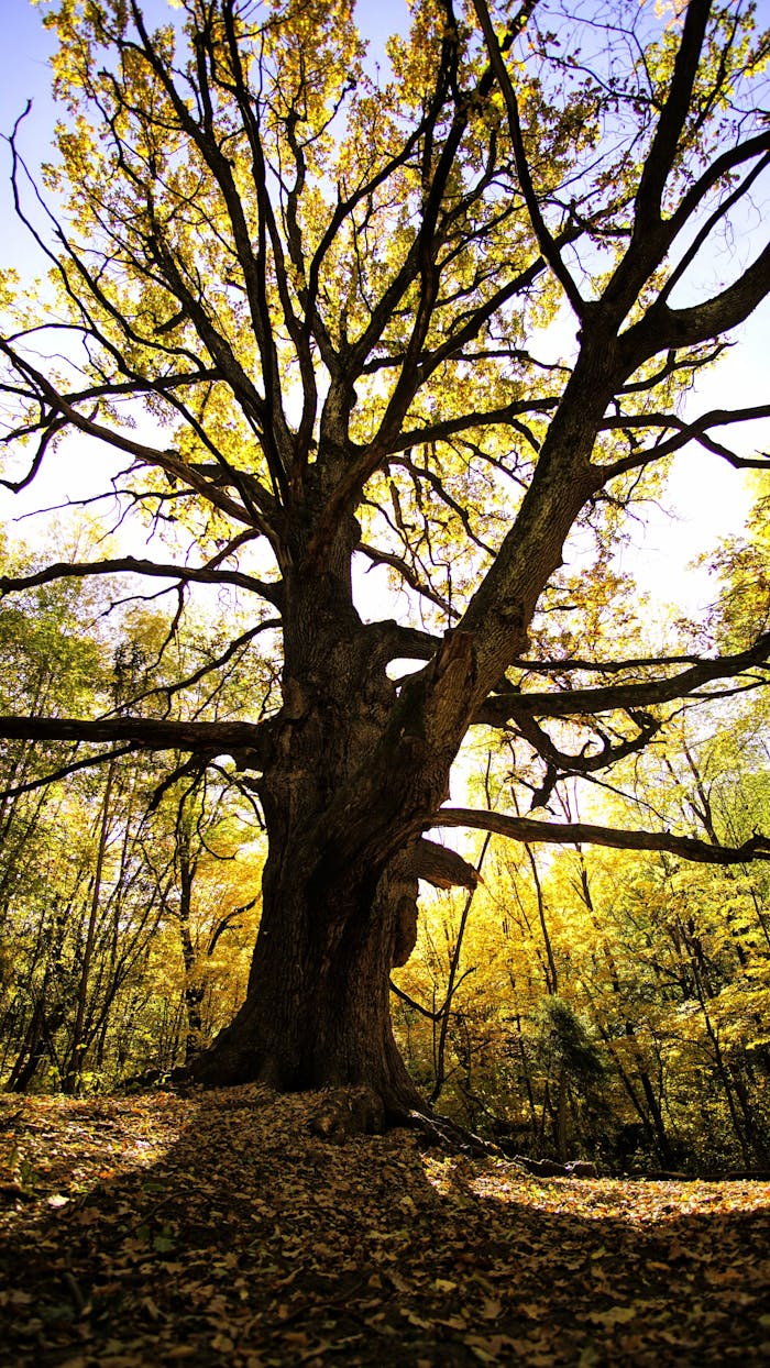 A stunning oak tree surrounded by vibrant autumn foliage in a serene forest setting.